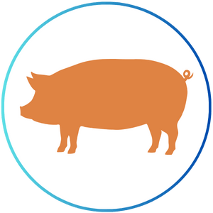 Pig Butchering Scam illustration